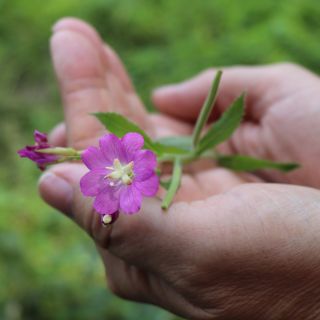 Extrait de feuilles d’Epilobium parviflorum