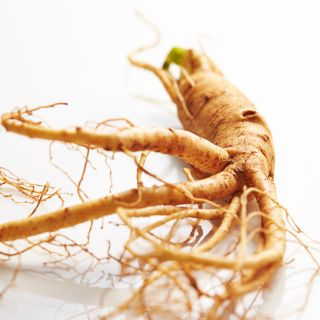 Extrait de racine de ginseng